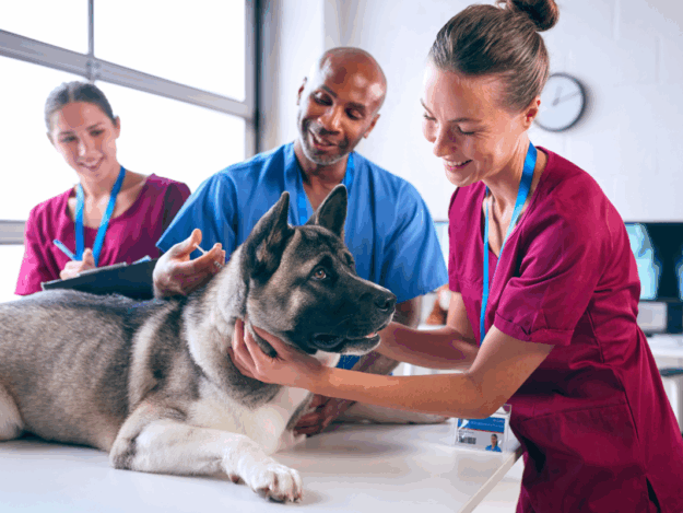 Veterinary Technicians by the Numbers