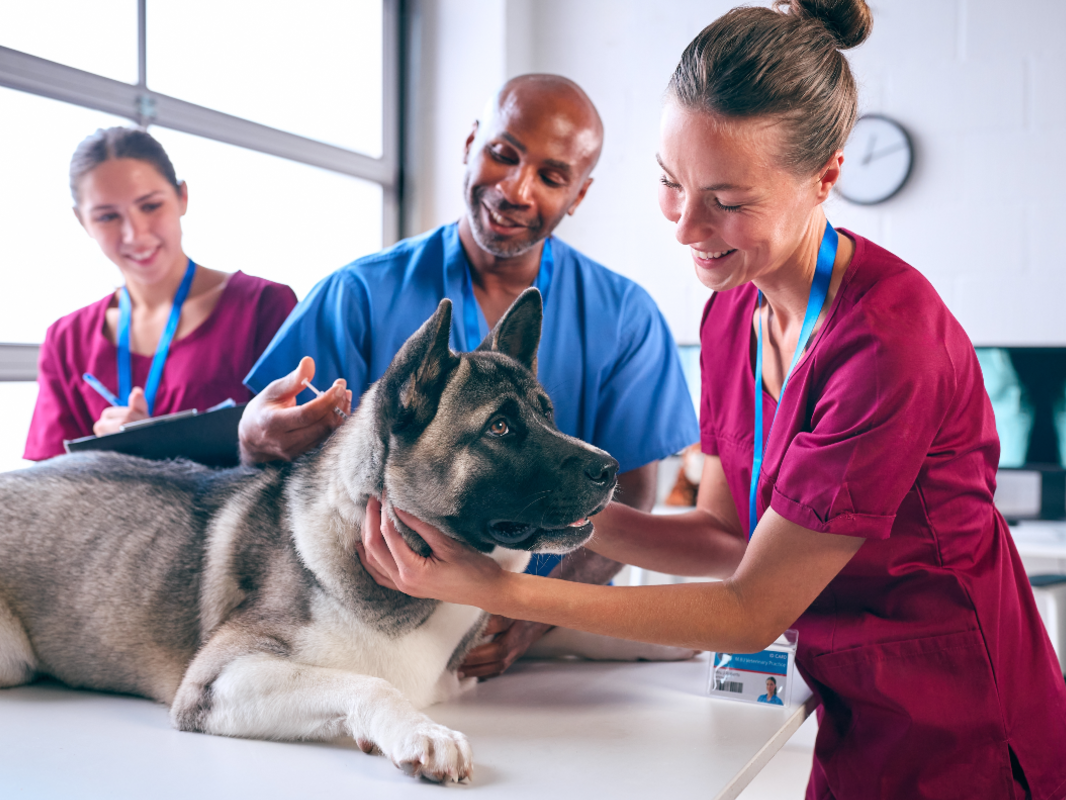 [Webinar] Veterinary Technicians by the Numbers – Vetcetera