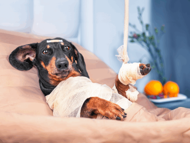 Bandaging 101: Mastering the Basics of an Effective Modified Robert-Jones