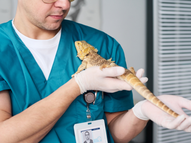Sedation and Anesthesia in Exotics