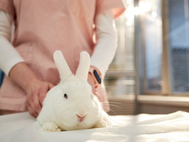 Mastering Rabbit Spay and Neuter