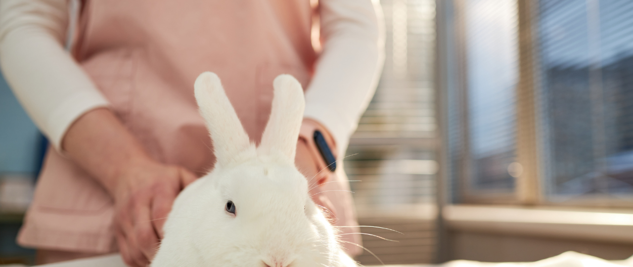[Webinar] Mastering Rabbit Spay and Neuter – Vetcetera