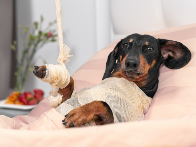 When Bandages Go Wrong: Managing Slips, Sores, and Owner Conversations