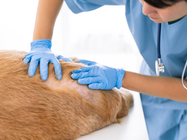 Think Like a Dermatologist: Step by Step Approach in Real World Cases