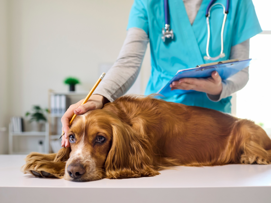 Performing and Communicating Around Euthanasia with Compassion