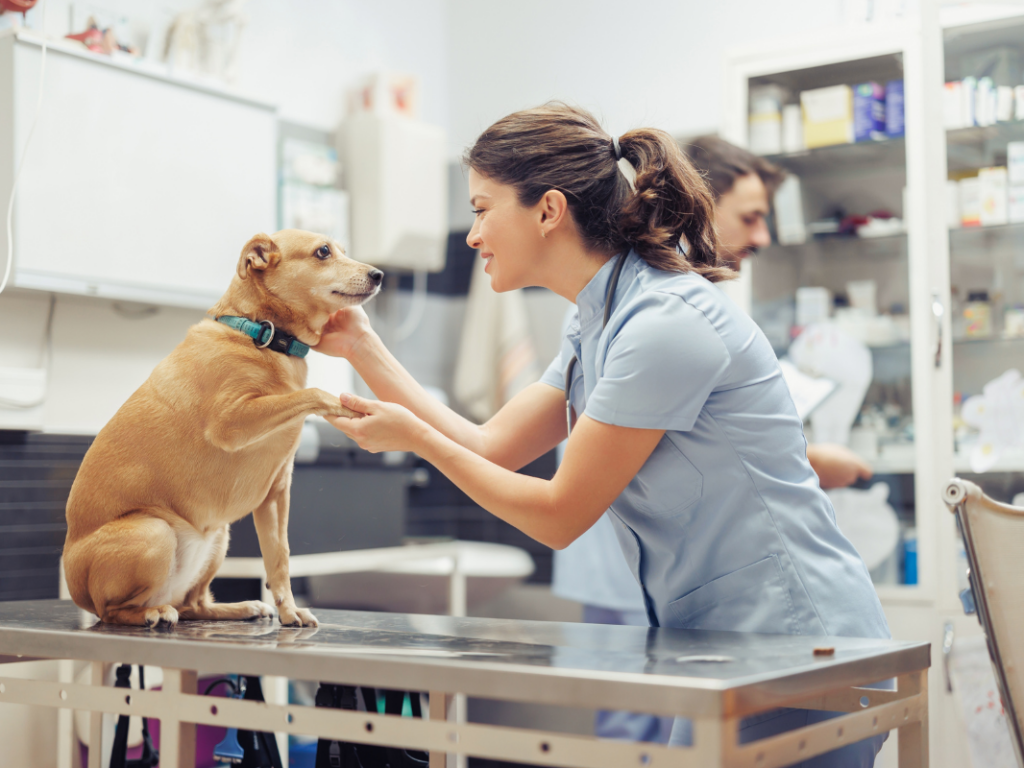 How We are Shooting Ourselves in the Foot: Veterinary Professionalism