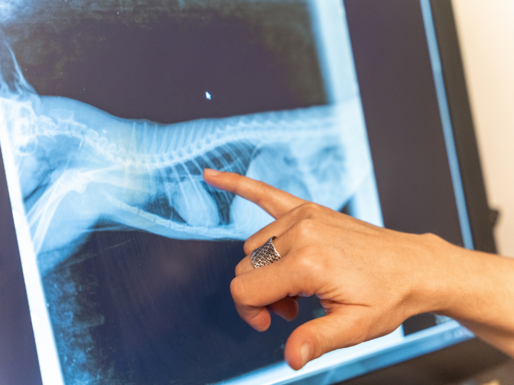 There's Something I Need to Get Off My Chest: A Guide to Better Thoracic Radiographs