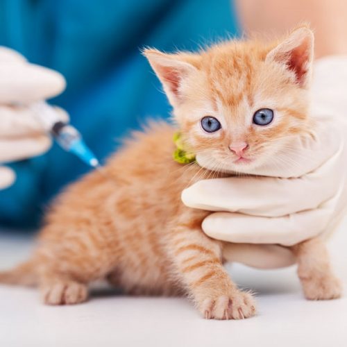 TinyKitten-600x600